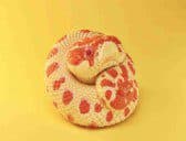 Red and white hognose snake - Animal Heavenly Body