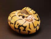 Anzhi ball python - Animal Heavenly Body