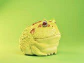 South American Horned Frog (Pikachu) - Animal Heavenly Body