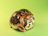Scattered wart brachycephalic frog - Animal Heavenly Body