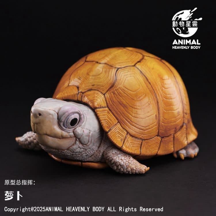 Yucatan Box Turtle SERIES OF LAUGH AND GROW FAT NO.25 box turtle – Animal Heavenly Body