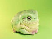 Green Rain Frog (Lord) - Animal Heavenly Body