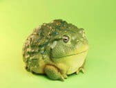 African bovine box frog - Animal Heavenly Body