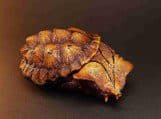 Dead leaf turtle (Black Marta turtle) - Animal Heavenly Body